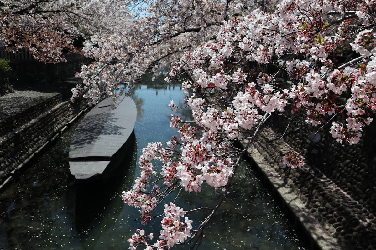 水門川の桜