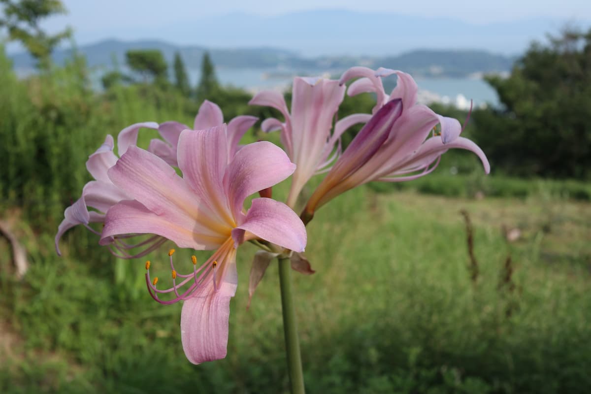 牛窓オリーブ園に咲く花