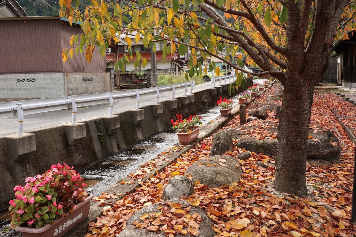 三朝温泉の紅葉した街路樹