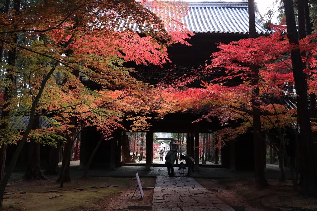 曹源寺の紅葉