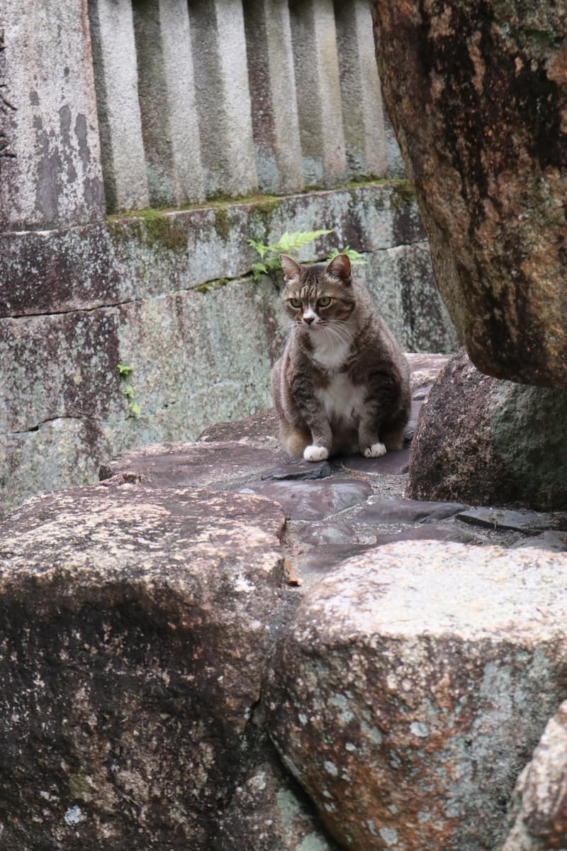 石の上に座る猫
