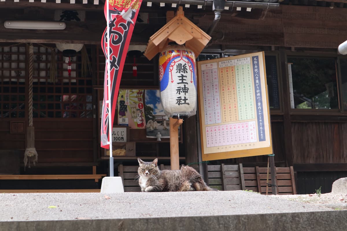 本殿の前で座っている猫