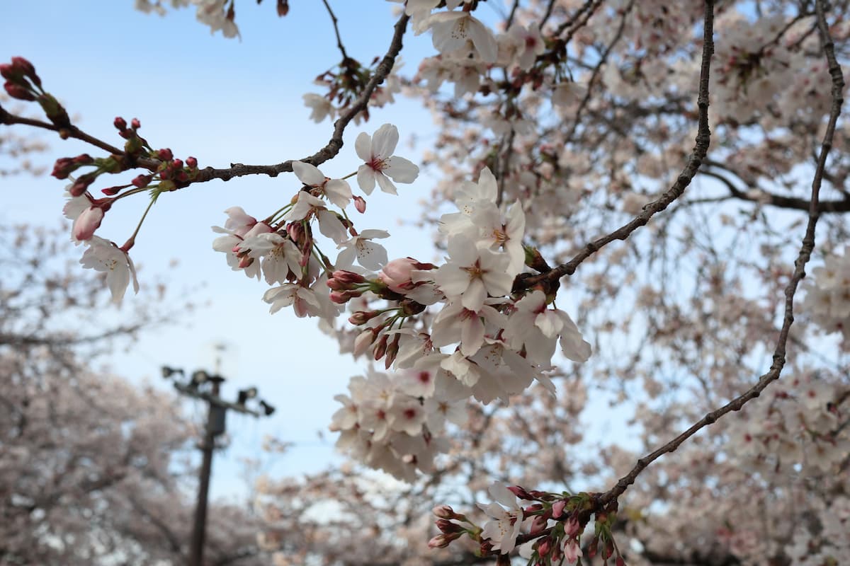 大元中央公園の桜