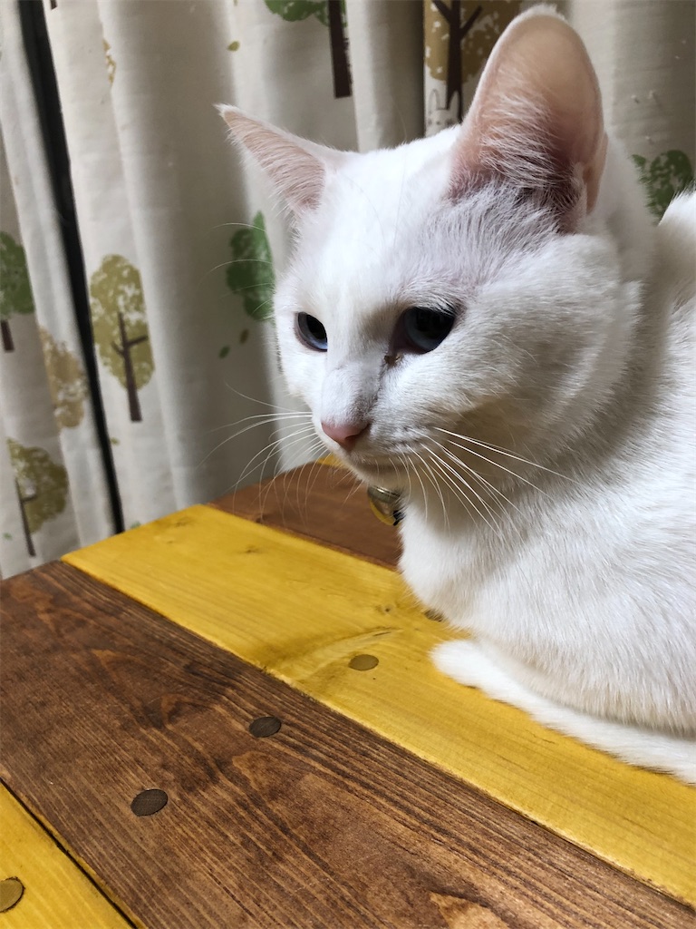 f:id:yukimiki693:20191208232421j:image f:id:yukimiki693:20191208232421j:image