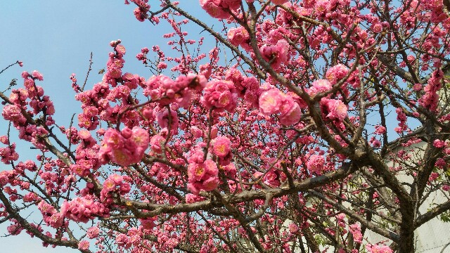 f:id:yukincomama:20170319142310j:image f:id:yukincomama:20170319142310j:image