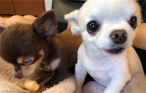 f:id:yukinekokei:20190831120825j:image f:id:yukinekokei:20190831120825j:image
