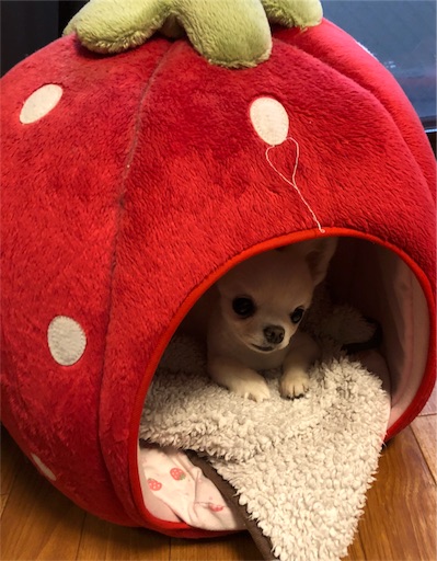 f:id:yukinekokei:20190831120850j:image f:id:yukinekokei:20190831120850j:image