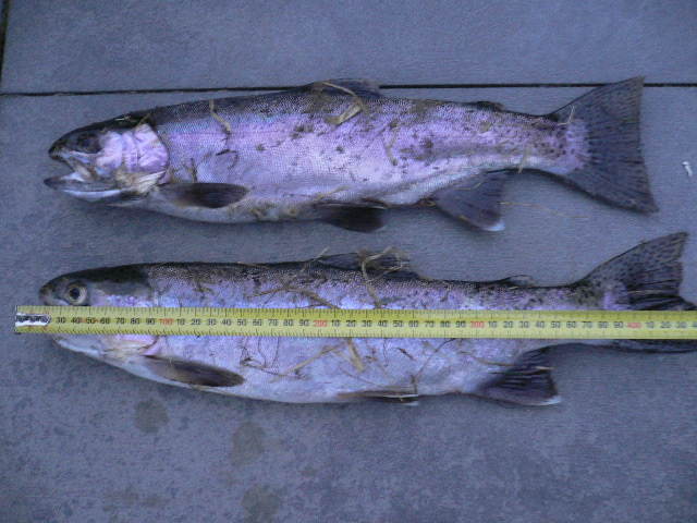 f:id:yukinekokei:20190901214934j:plain f:id:yukinekokei:20190901214934j:plain