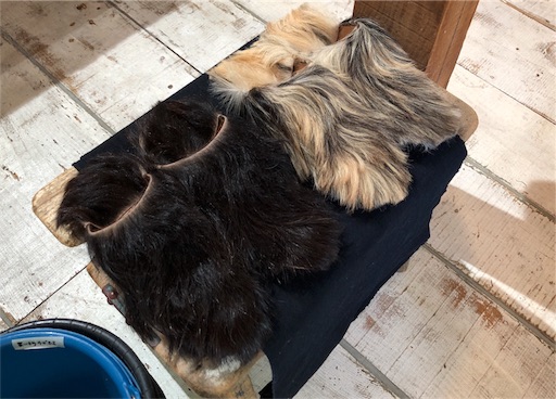 f:id:yukinekokei:20190909132531j:image f:id:yukinekokei:20190909132531j:image