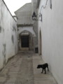 [スペイン]コルドバの路地と犬