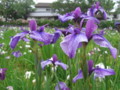 [植物]前川あやめ園（水郷潮来あやめまつり）