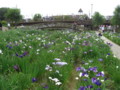 [植物]前川あやめ園（水郷潮来あやめまつり）