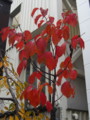 [植物]表参道の紅葉。（2009年11月24日）