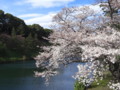 [植物]桜（皇居）