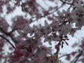 [植物]桜（北の丸公園）