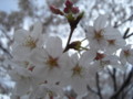 [植物]桜（北の丸公園）