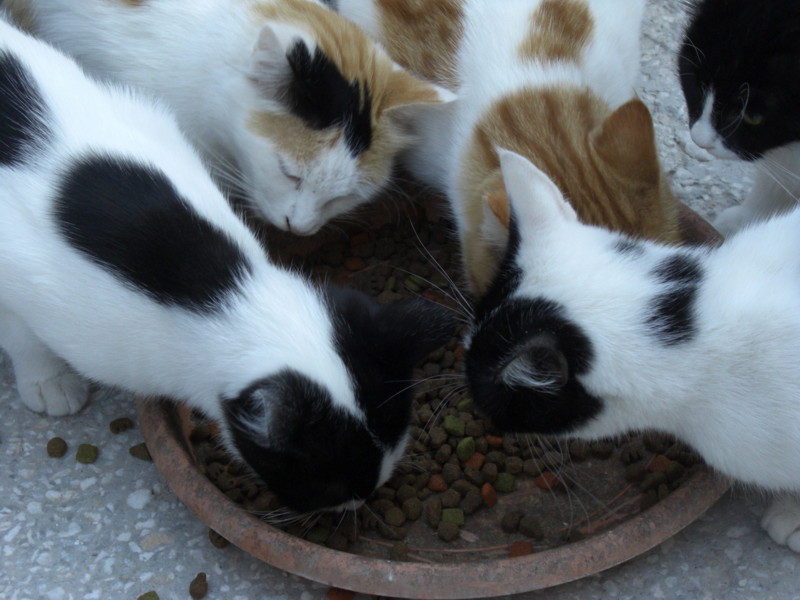 ギョレメの宿で飼われている猫