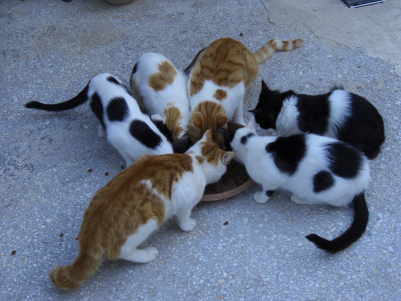 ギョレメの宿で飼われている猫