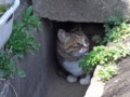 [猫]猫@溝