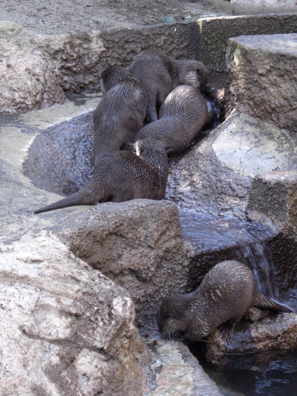 千葉市動物公園のカワウソ