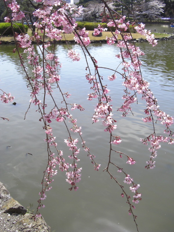 桜