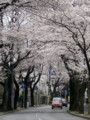 [植物]常盤平さくら通りに咲いている桜