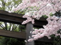 [植物][風景写真]鳥居と桜