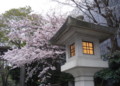 [植物][風景写真]東郷神社の灯籠と桜