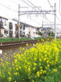 [風景写真][植物]線路と菜の花