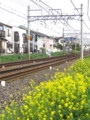 [風景写真][植物]線路と菜の花