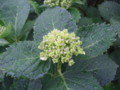 [植物]紫陽花