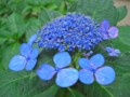 [植物]紫陽花