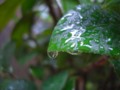 [植物]葉っぱと雫