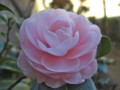 [植物]花写真