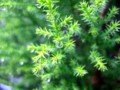 [植物]雫と葉