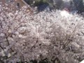 [植物]桜