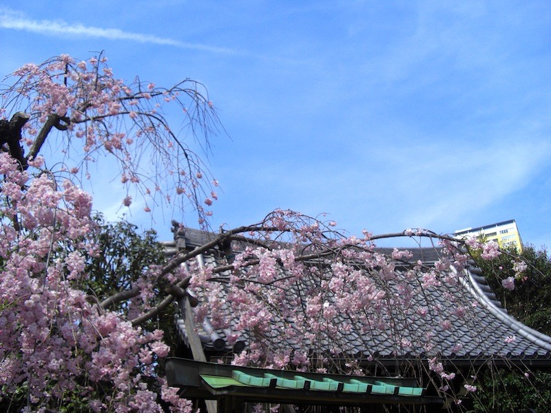 経王寺と桜