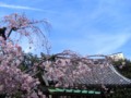 [植物][風景写真]経王寺と桜