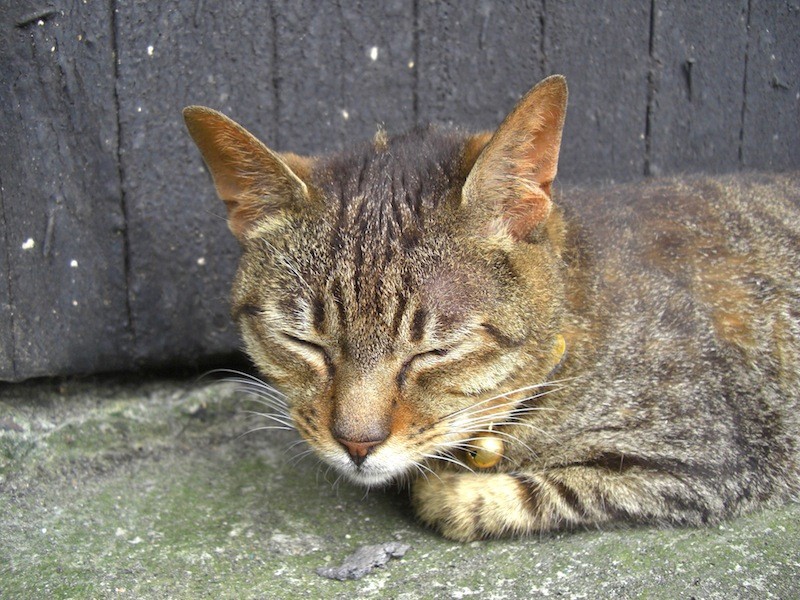 暑さでぐったりしている猫さん