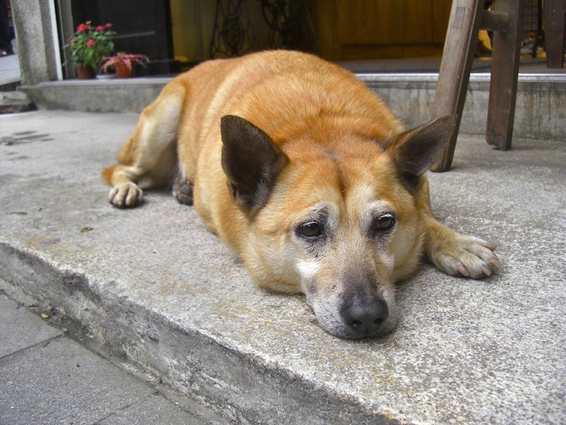 九份で出会った犬