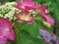 [植物][静止物]紫陽花と雫