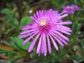 [植物]花