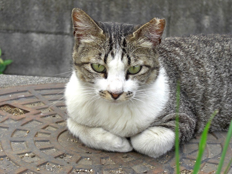 マンホールと猫