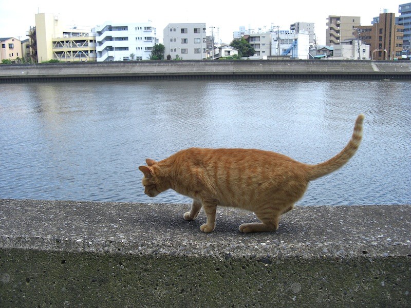 川沿いの猫