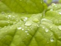 [風景写真][植物]雫