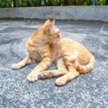[シンガポール][猫]シンガポールの猫