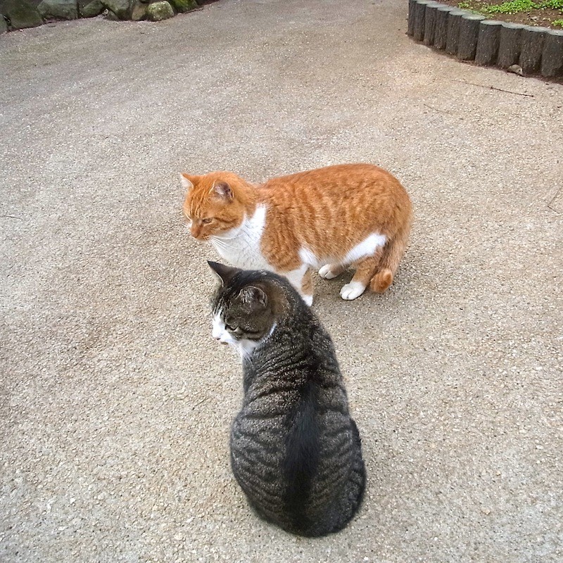 三ツ沢の野良猫さん達