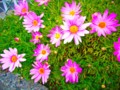 [植物]花写真