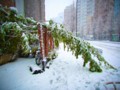 [風景写真]雪の影響で折れ曲がった木