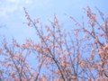 [植物]桜（オオカンザクラ）